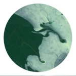 Sentient - Image 2